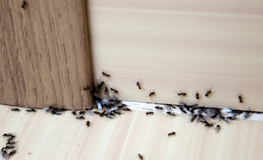 mravenci v bytě